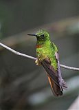 Chestnut-breasted Coronet